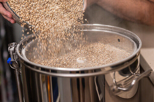 Pouring wheat to make beer in a brewery