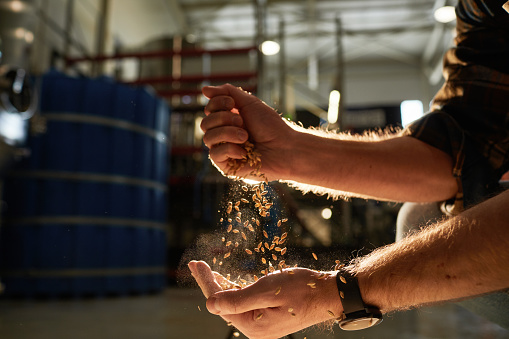 Close up of male hands pouring wheat crops in golden sunlight with brewery workshop