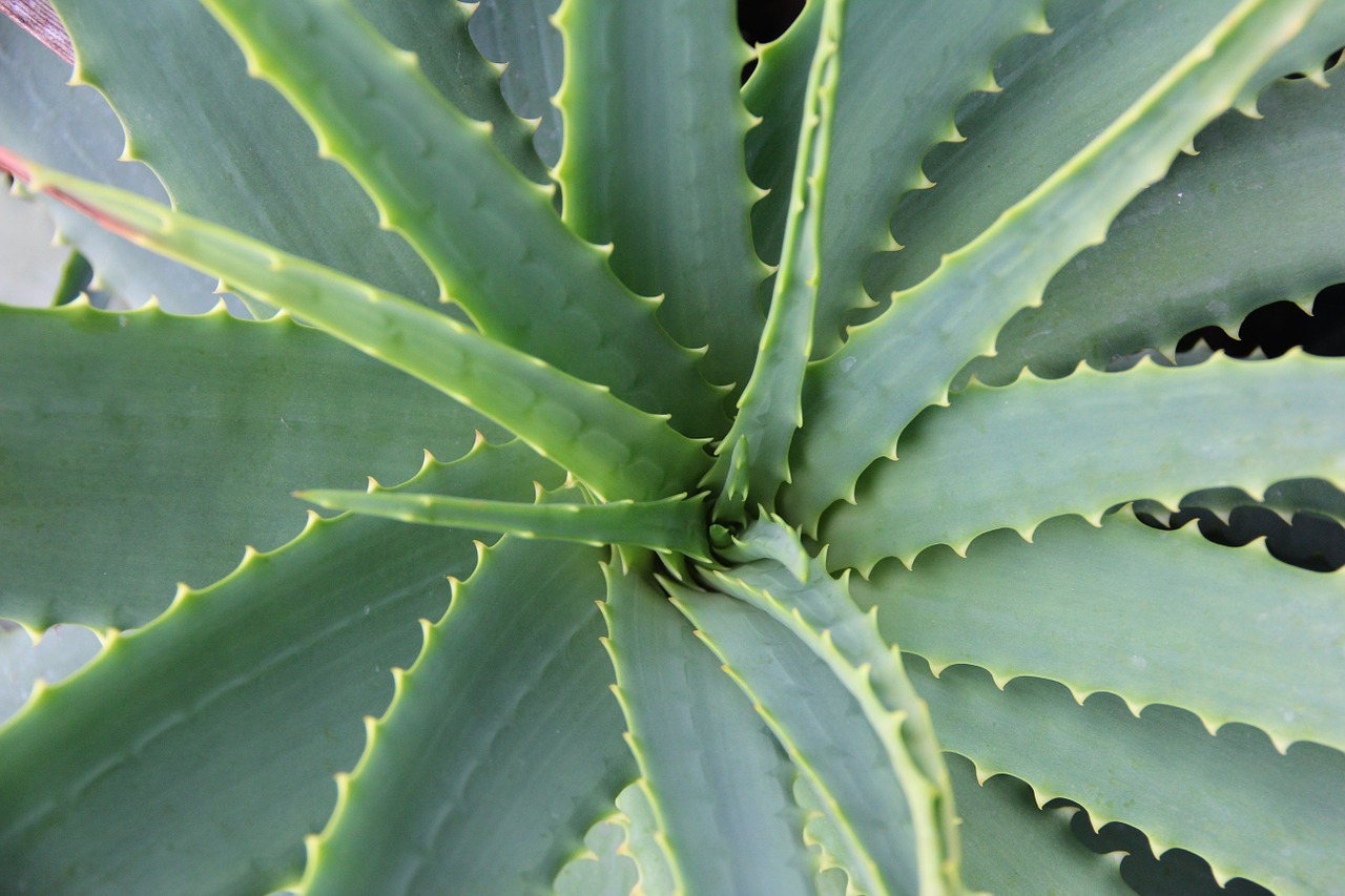 Will Aloe Vera Help Acne