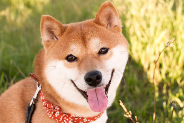 How To Buy Shiba Inu On Binance US