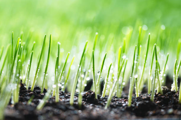 Best Time to Plant Grass Seed in Spring