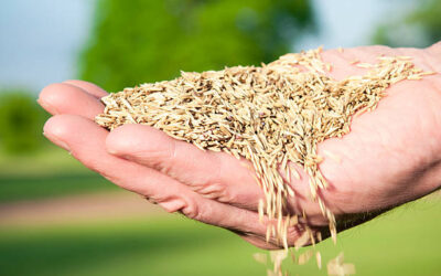Best Grass Seed To Plant In Spring