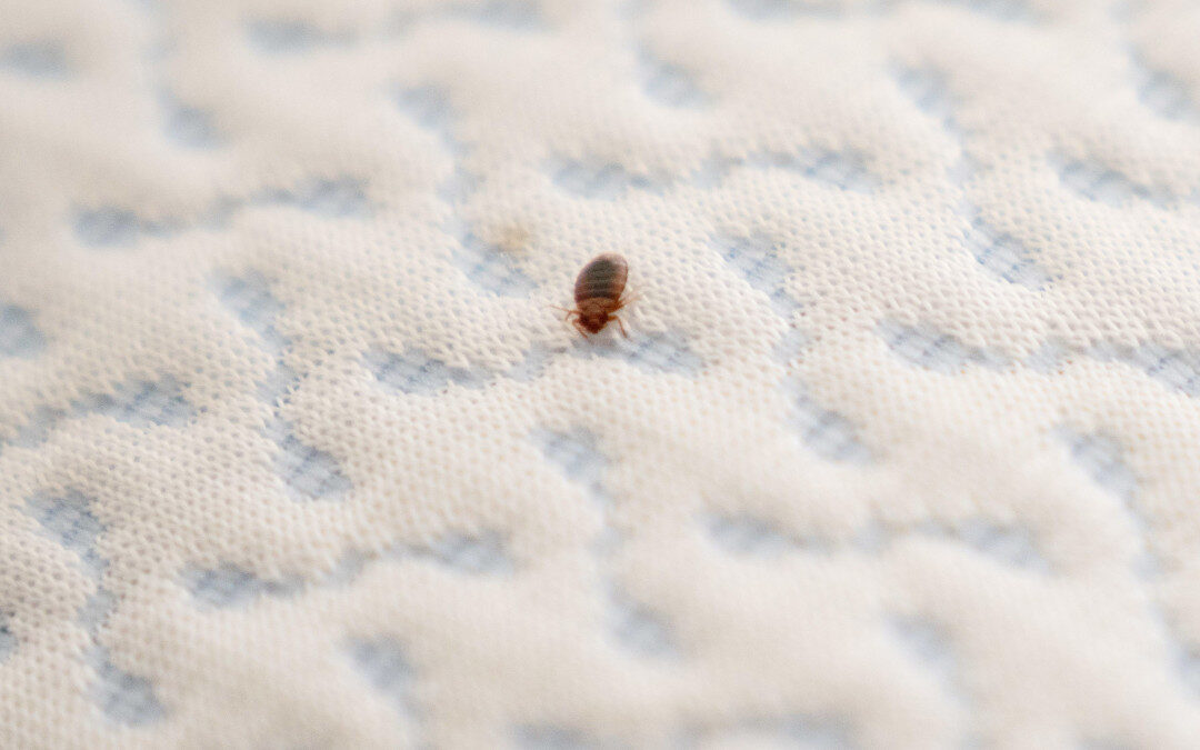 What to Do If Hotel Has Bed Bugs